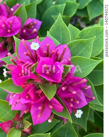 Vivid Magenta Bougainvillea Bracts with Tiny White Flowers Close Up Vivid Magenta Bougainvillea Bracts with Tiny White Flowers Close Up 140749372