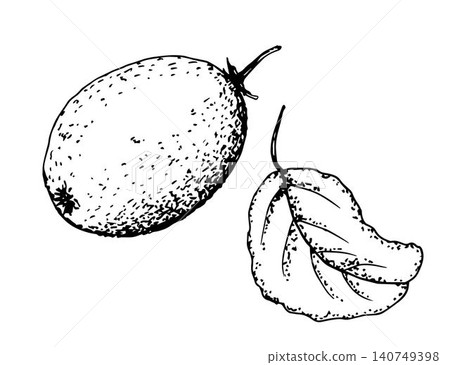Vector ink drawing in engraving style. Kiwi fruit with leaf isolated on a white background. Organic healthy fruit, vitamin, eco product, label, packaging. Vector ink drawing in engraving style. Kiwi fruit with leaf isolated on a white background. Organic healthy fruit, vitamin, eco product, label, packaging. 140749398