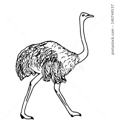 Hand-drawn vector ink drawing in engraving style. Big bird ostrich in full growth isolated on a white background. Ostrich farm, animal rearing, breeding, label, print. Hand-drawn vector ink drawing in engraving style. Big bird ostrich in full growth isolated on a white background. Ostrich farm, animal rearing, breeding, label, print. 140749537