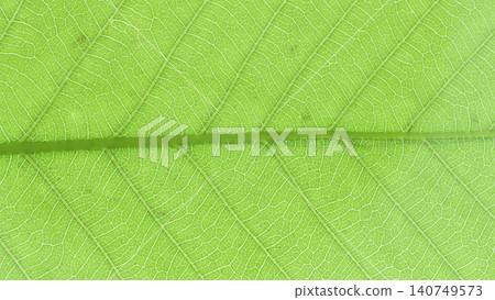 Leaf veins of a sawtooth oak (Quercus acutissima) [Background material] 140749573