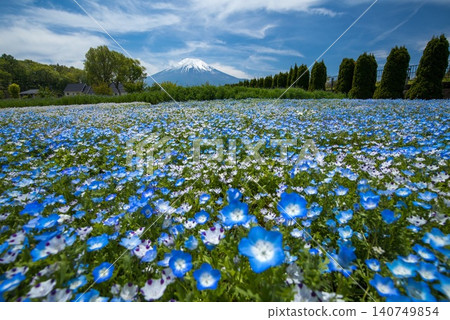 A field of nemophila in full bloom and Mount Fuji with its remaining snow: A spectacular spring scene in Yamanashi. A field of nemophila in full bloom and Mount Fuji with its remaining snow: A spectacular spring scene in Yamanashi. 140749854