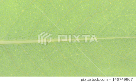 印度石竹（薔薇科）的葉脈[背景資料] 140749967