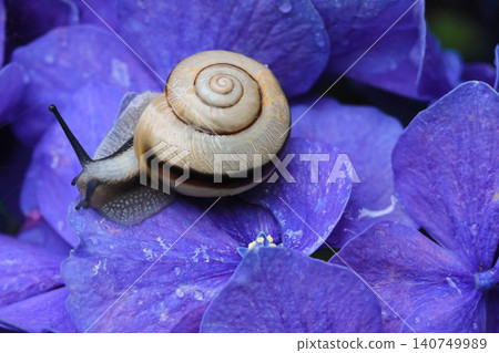 Rainy season image: Snail Rainy season image: Snail 140749989