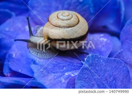 Rainy season image: Snail Rainy season image: Snail 140749990