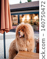 Fluffy red Tibetan Mastiff dog standing on paving stones in the backyard 140750472