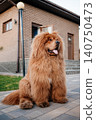 Fluffy red Tibetan Mastiff dog standing on paving stones in the backyard 140750473