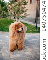 Fluffy red Tibetan Mastiff dog standing on paving stones in the backyard 140750474