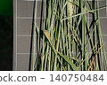 Close-up of wheat affected by fungal disease leaf blotch or septoria in laboratory conditions 140750484