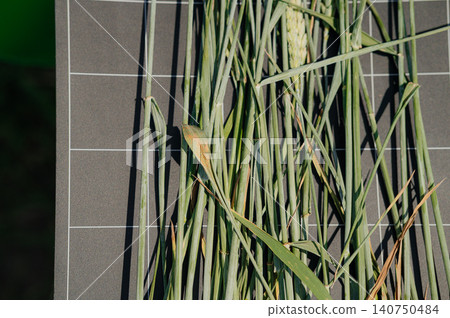 Close-up of wheat affected by fungal disease leaf blotch or septoria in laboratory conditions Close-up of wheat affected by fungal disease leaf blotch or septoria in laboratory conditions 140750484