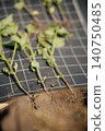 Soybean root system analysis with nitrogen-fixing nodules on a black grid background 140750485
