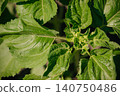 Close-up of young green sunflower leaves and budding flower head in the field 140750486