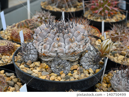 Gymnocalycium stellatum cactus with short black spikes Gymnocalycium stellatum cactus with short black spikes 140750499