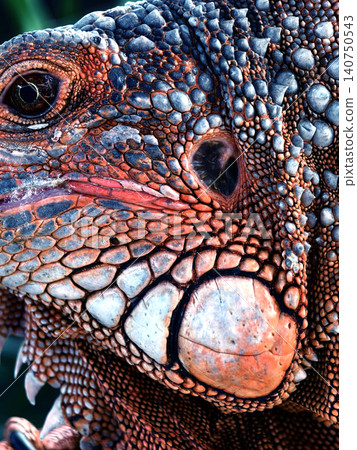 Vivid details of basking orange iguana with textured skin Vivid details of basking orange iguana with textured skin 140750543