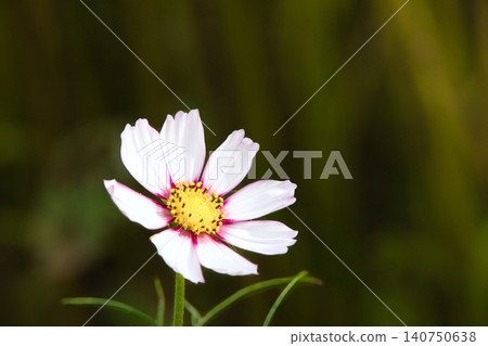 波斯菊,花瓣白色,花心有粉紅色圖案。 波斯菊,花瓣白色,花心有粉紅色圖案。 140750638