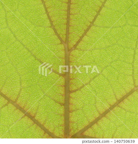 小葉懸鉤子（薔薇科）的葉脈[背景素材] 140750639