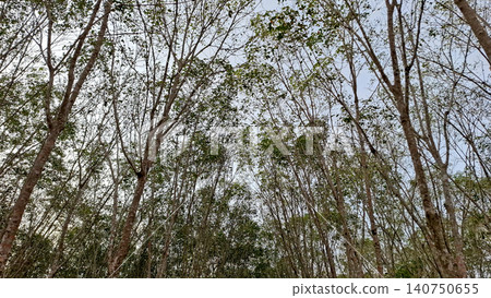 Low Angle View of Dense Rubber Tree Branches Low Angle View of Dense Rubber Tree Branches 140750655