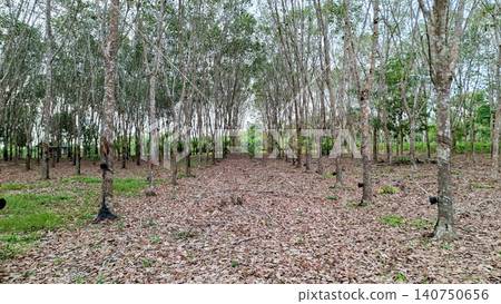 Rows of Rubber Trees in Autumn Tones Plantation 140750656
