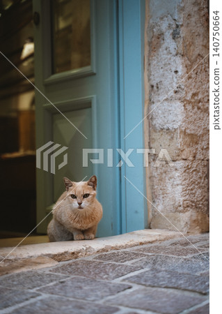 Relaxed Cat Sitting by a Storefront Entrance Relaxed Cat Sitting by a Storefront Entrance 140750664