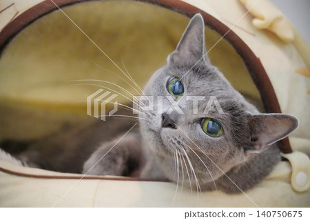 A Russian Blue cat pokes its head out of its den and stares at us. A Russian Blue cat pokes its head out of its den and stares at us. 140750675