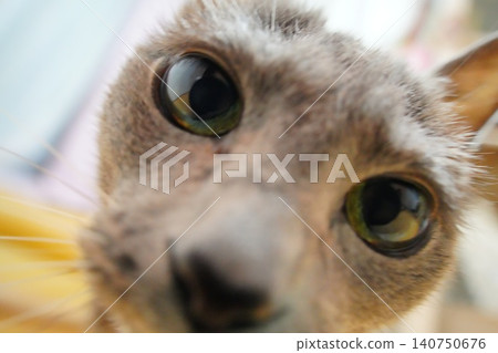 Close-up of a Russian Blue cat's face Close-up of a Russian Blue cat's face 140750676
