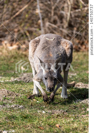 The red kangaroo, Macropus rufus is the largest of all kangaroos and the largest extant marsupial. 140750737
