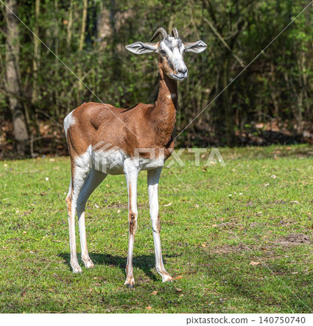 Dama gazelle, Gazella dama mhorr or mhorr gazelle is a species of gazelle 140750740