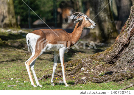 Dama gazelle, Gazella dama mhorr or mhorr gazelle is a species of gazelle 140750741