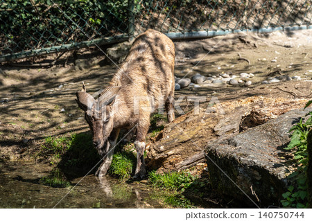 Turkmenian markhor, Capra falconeri heptneri living on the rocks 140750744