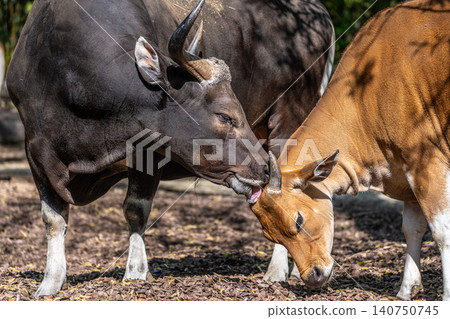 Family of Banteng, Bos javanicus or Red Bull is a type of wild cattle. 140750745