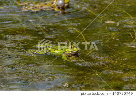 Common frog, Rana temporaria, single reptile croaking in the water Common frog, Rana temporaria, single reptile croaking in the water 140750749