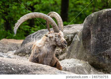 Alpine ibex, Capra ibex is a species of wild goat that lives in the mountains of the European Alps. Alpine ibex, Capra ibex is a species of wild goat that lives in the mountains of the European Alps. 140750755