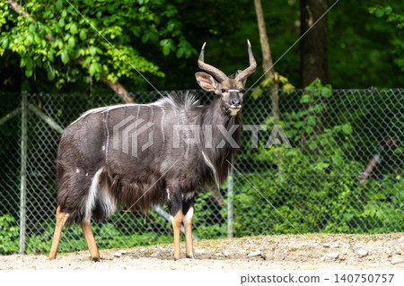 Nyala Antelope - Tragelaphus angasii. Wild life animal. 140750757