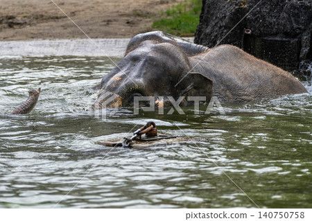 The Asian elephant, Elephas maximus also called Asiatic elephant bathing in a pond The Asian elephant, Elephas maximus also called Asiatic elephant bathing in a pond 140750758