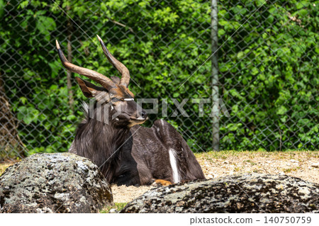 Nyala Antelope - Tragelaphus angasii. Wild life animal. 140750759