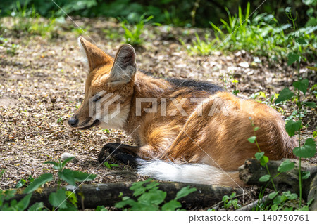 The Maned Wolf, Chrysocyon brachyurus is the largest canid of South America The Maned Wolf, Chrysocyon brachyurus is the largest canid of South America 140750761