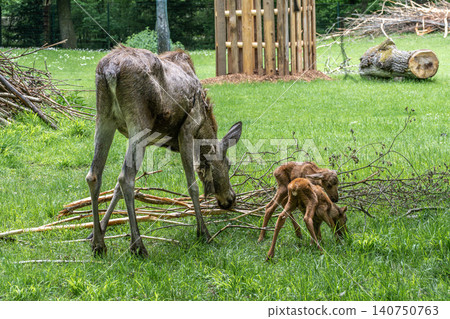 Family of moose or elk, Alces alces is the largest extant species in the deer family. Family of moose or elk, Alces alces is the largest extant species in the deer family. 140750763