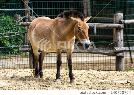Przewalski's horse or Mongolian wild horse, Equus ferus przewalskii grazing on a field in Munich, Bavaria, Germany 140750764