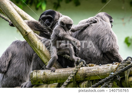 Family of Silvery gibbon, Hylobates moloch in a German park Family of Silvery gibbon, Hylobates moloch in a German park 140750765