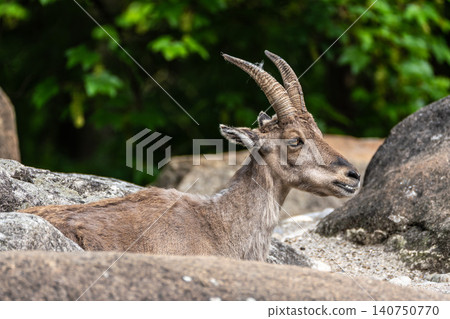 Alpine ibex, Capra ibex is a species of wild goat that lives in the mountains of the European Alps. Alpine ibex, Capra ibex is a species of wild goat that lives in the mountains of the European Alps. 140750770