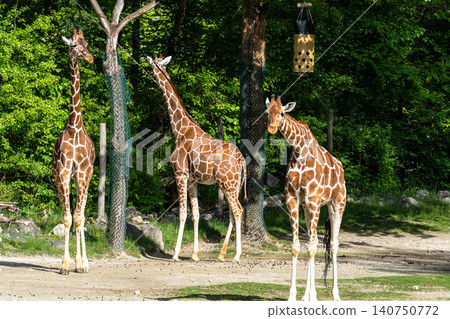 The giraffe, Giraffa camelopardalis is an African mammal The giraffe, Giraffa camelopardalis is an African mammal 140750772