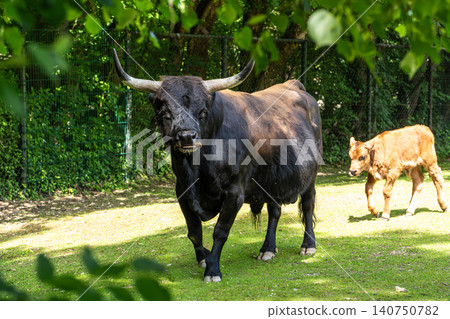 Heck cattle, Bos primigenius taurus or aurochs in a German park Heck cattle, Bos primigenius taurus or aurochs in a German park 140750782