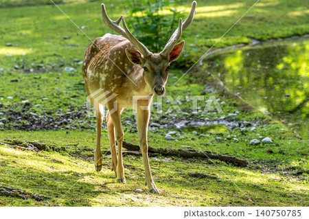 The fallow deer, Dama mesopotamica is a ruminant mammal The fallow deer, Dama mesopotamica is a ruminant mammal 140750785