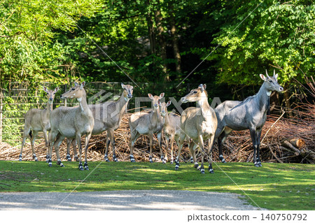 The nilgai or blue cow. Boselaphus tragocamelus is the largest Asian antelope The nilgai or blue cow. Boselaphus tragocamelus is the largest Asian antelope 140750792