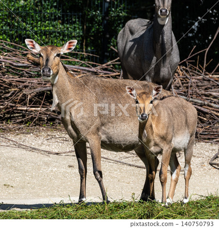 The nilgai or blue cow. Boselaphus tragocamelus is the largest Asian antelope The nilgai or blue cow. Boselaphus tragocamelus is the largest Asian antelope 140750793