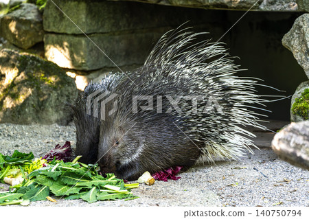 Indian crested Porcupine, Hystrix indica in a german nature park Indian crested Porcupine, Hystrix indica in a german nature park 140750794