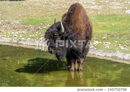 American buffalo known as bison, Bos bison in a german park 140750796