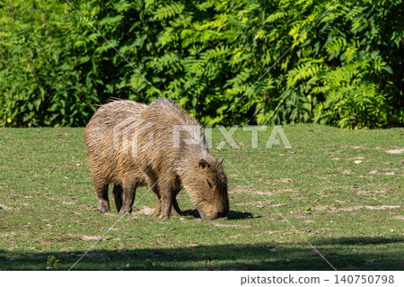The Capybara, Hydrochoerus hydrochaeris is the largest living rodent in the world. 140750798