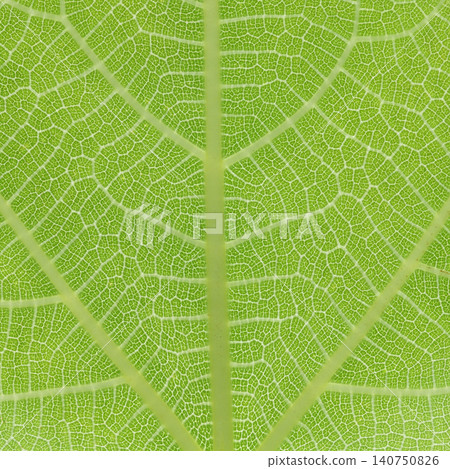 Veins of a fig leaf (Moraceae family) [Background material] 140750826