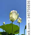 White Lotus Flower 140750836