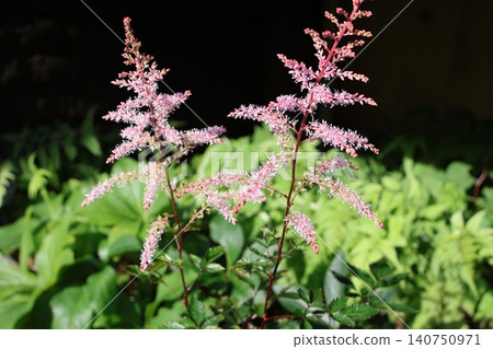 粉紅落新婦花 粉紅落新婦花 140750971